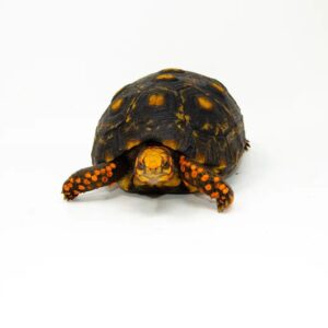 Brazilian Cherryhead Red Foot Tortoise Adult Female 1