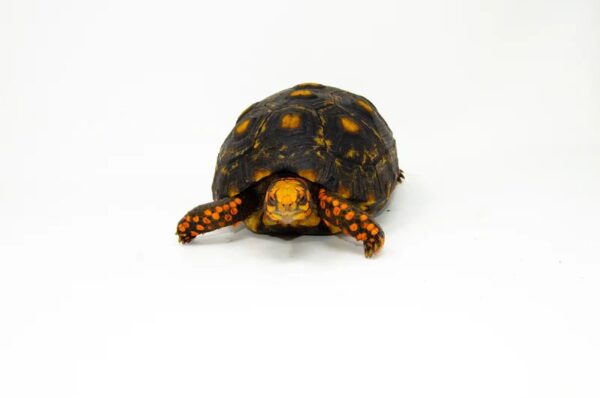 Brazilian Cherryhead Red Foot Tortoise Adult Female 1