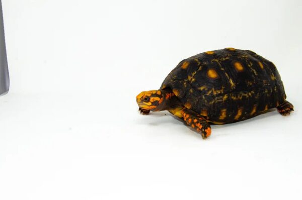 Brazilian Cherryhead Red Foot Tortoise Adult Female 1 - Image 2
