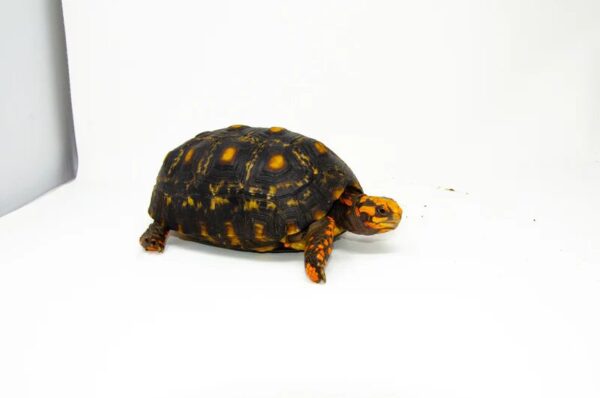 Brazilian Cherryhead Red Foot Tortoise Adult Female 1 - Image 4