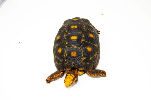 Brazilian Cherryhead Red Foot Tortoise Adult Female 1 - Image 3