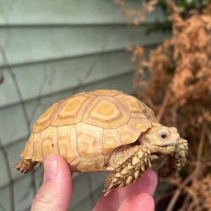 Albino T+ African Spurred Tortoise (Centrochelys sulcata)
