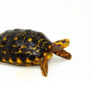Brazilian Cherryhead Red Foot Tortoise Adult Female 3