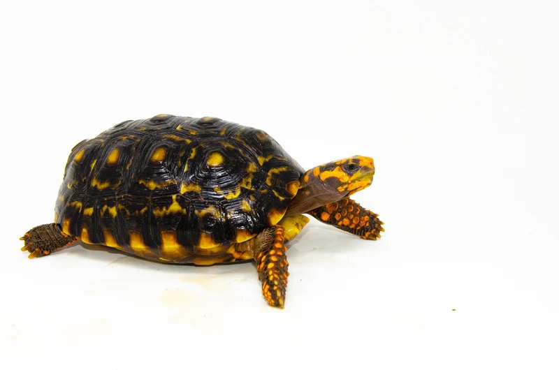 Brazilian Cherryhead Red Foot Tortoise Adult Female 3