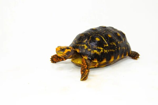 Brazilian Cherryhead Red Foot Tortoise Adult Female 3 - Image 2