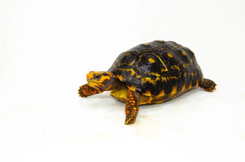 Brazilian Cherryhead Red Foot Tortoise Adult Female 3 - Image 2