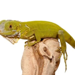 Baby Hypo Iguana