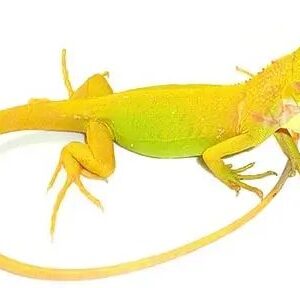 Baby Albino Iguana