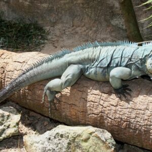 Cayman Brac Iguana