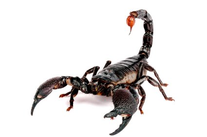 Emperor Scorpion for Sale