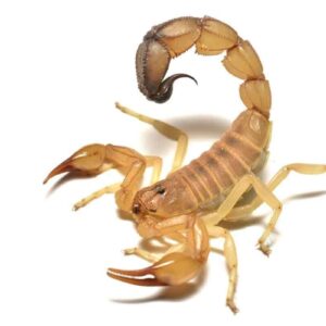 Arizona Bark Scorpion for Sale