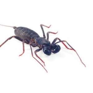 Vinegaroon for Sale