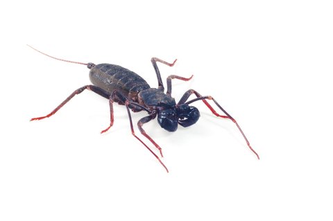 Vinegaroon for Sale