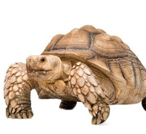 Sulcata Tortoise for Sale