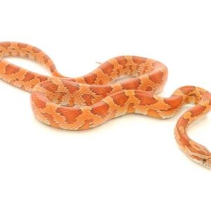 Corn Snake for Sale