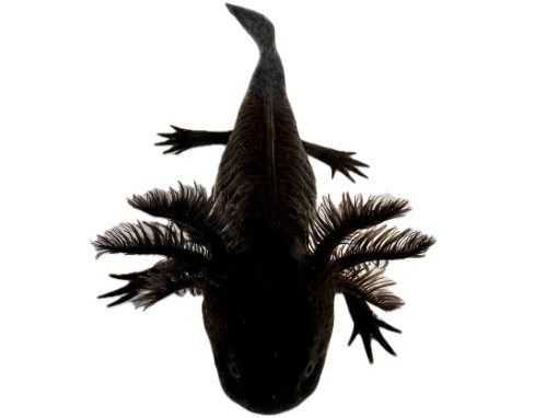 Melanoid Axolotl for Sale - Image 2