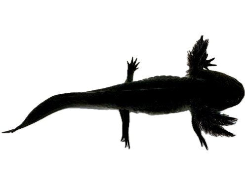 Melanoid Axolotl for Sale