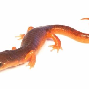 Ensatina Salamander for Sale