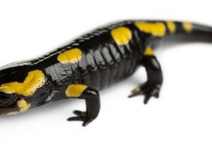 Fire Salamander for Sale