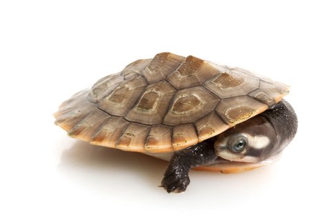 Pink Bellied Sideneck Turtle for Sale