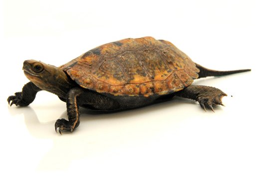 Japanese Pond Turtle for Sale