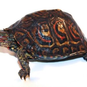Central American Ornate Wood Turtle for Sale