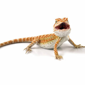 Bearded Dragon