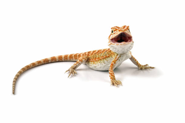 Bearded Dragon