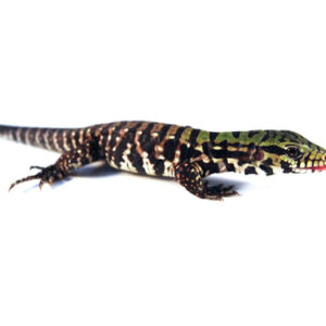 Argentine black and white tegu
