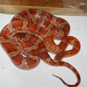 Corn Snake