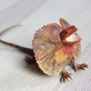 Frilled-neck lizard
