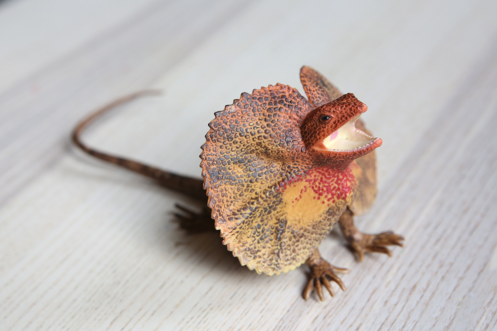 Frilled-neck lizard